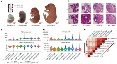 新型空間多組學(xué)技術(shù)解密小鼠腦發(fā)育的時(shí)空譜系